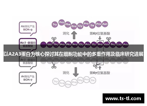 以A2A3蛋白为核心探讨其在细胞功能中的多重作用及临床研究进展